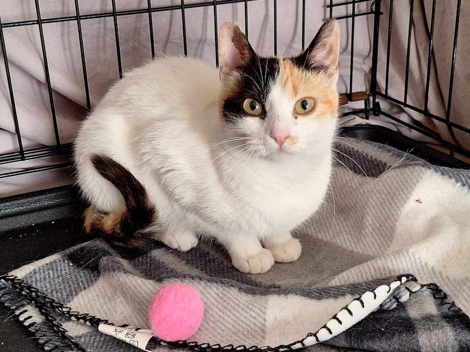 Adozione gatto, femmina, Razza sconosciuta Razza sconosciuta, 6 mesi, taglia non valida, Genova