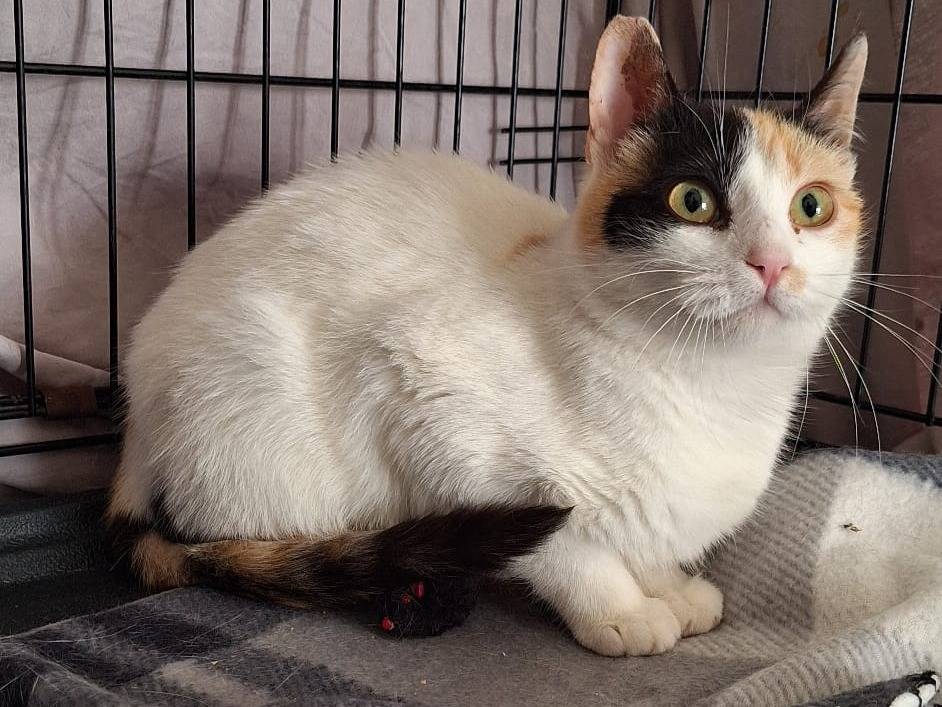 Adotta un gatto, femmina, 6 mesi, Genova