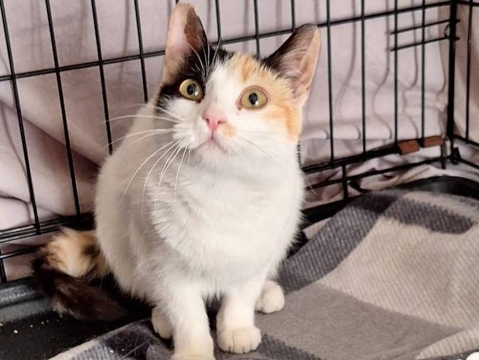 Adotta un gatto, taglia non valida, femmina, Genova