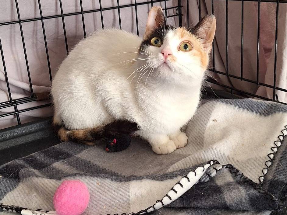 Vuoi adottare un gatto a Genova?