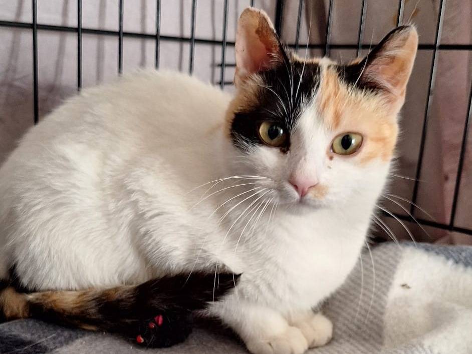 Adotta il gatto Prisma a Genova