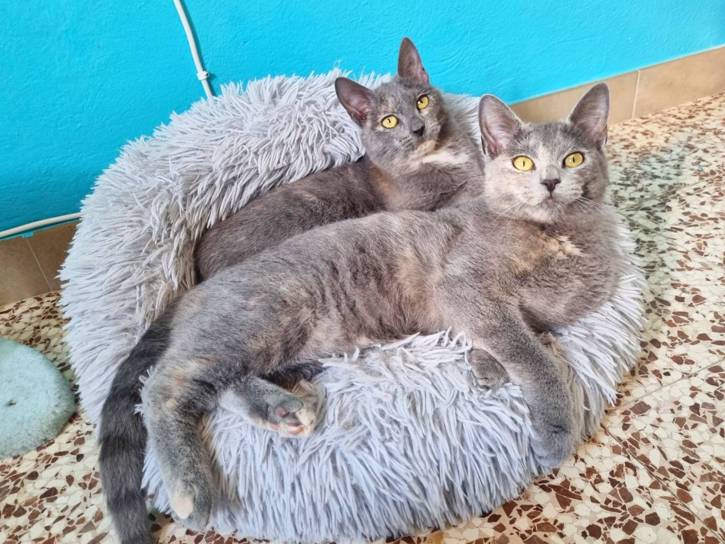 Vuoi adottare un gatto a Cremona?