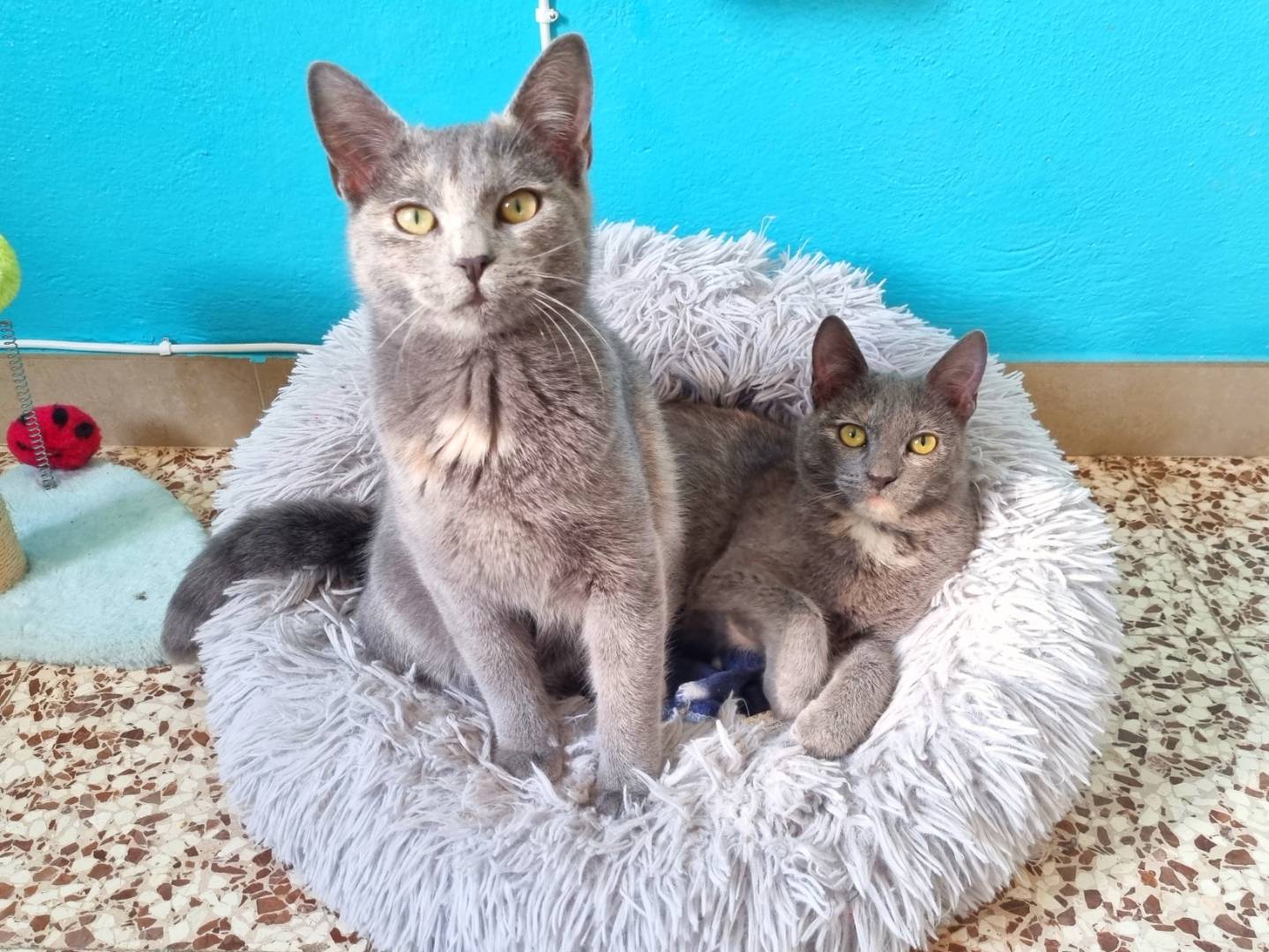 Adotta il gatto VENERE E VERDIANA a Cremona