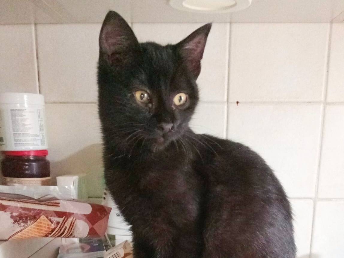 Adozione gatto, femmina, Razza sconosciuta Razza sconosciuta, 6 mesi, taglia non valida, Cremona