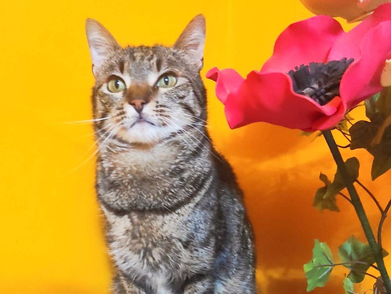 Adozione gatto, maschio, Razza sconosciuta Razza sconosciuta, 2 anni, taglia non valida, Cremona