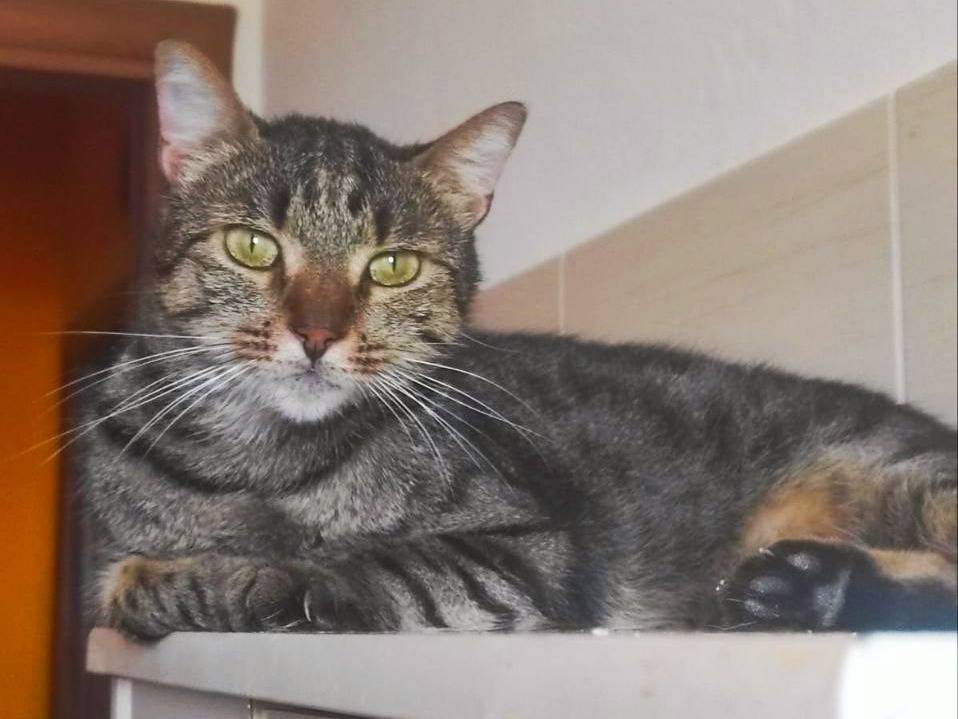 Adotta un gatto, maschio, 2 anni, Cremona