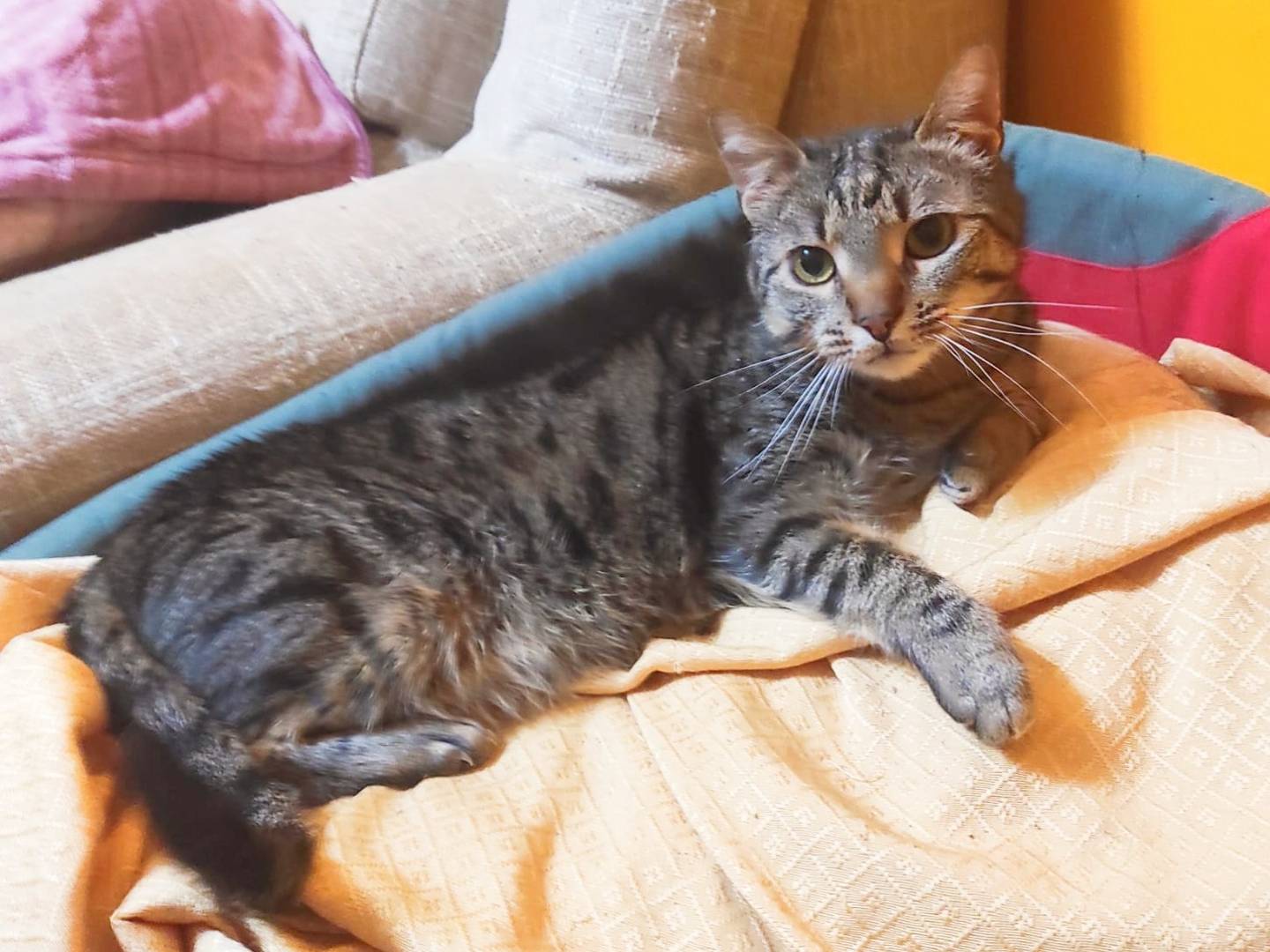 Adotta un gatto, taglia non valida, maschio, Cremona