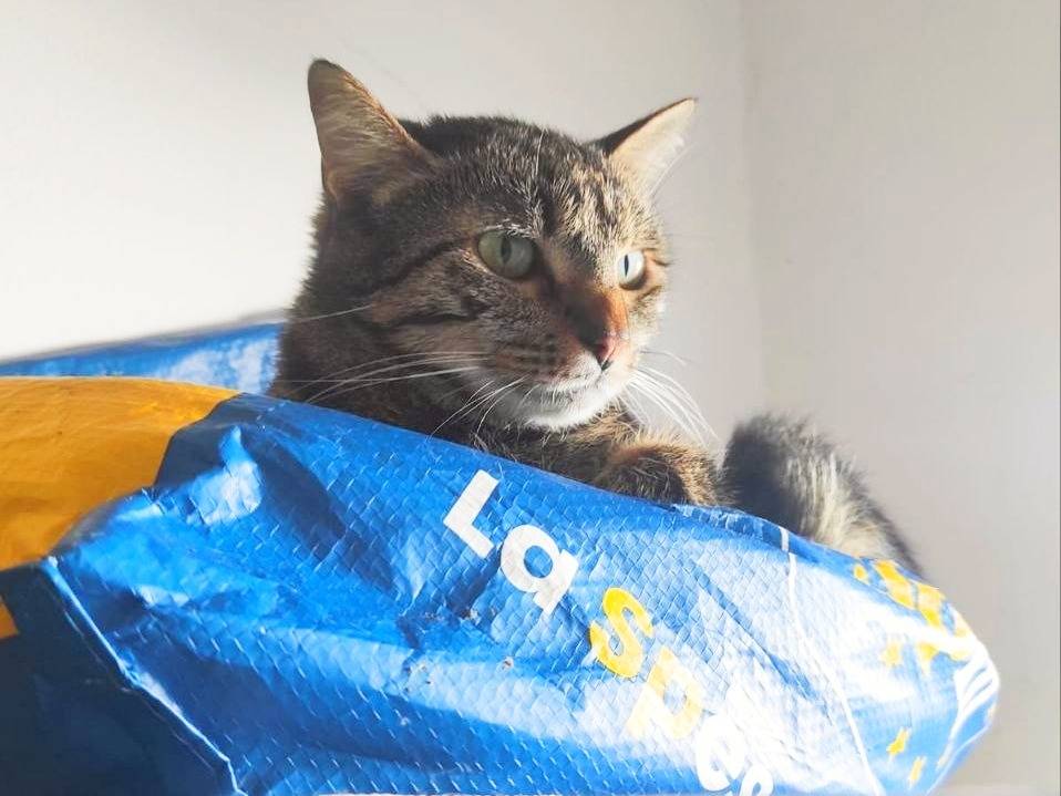 Vuoi adottare un gatto a Cremona?