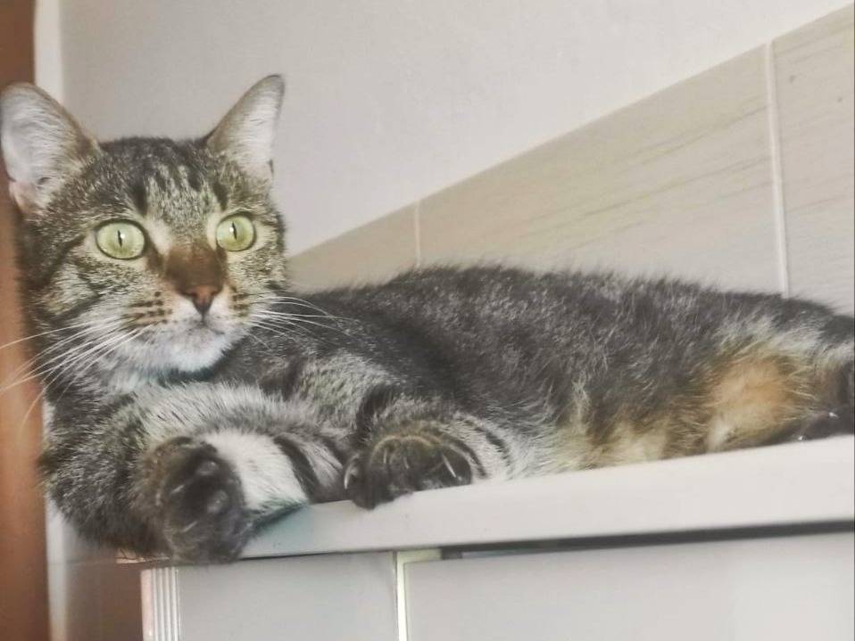 Adotta il gatto TERMY a Cremona