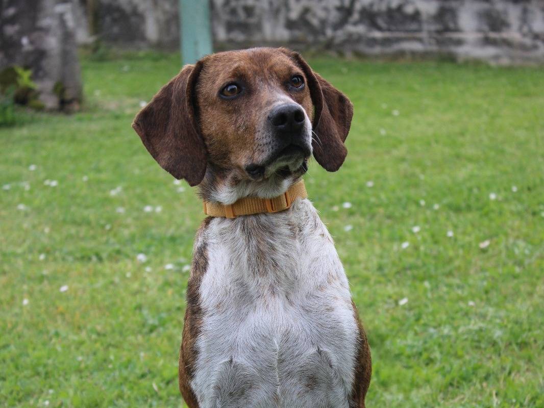 Adozione cane, femmina, Segugio maremmano Razza sconosciuta, 6 anni e 3 mesi, taglia media contenuta, Frosinone