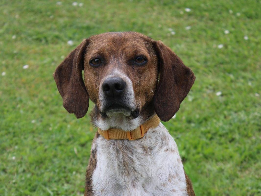 Adotta un cane, femmina, 6 anni e 3 mesi, Frosinone