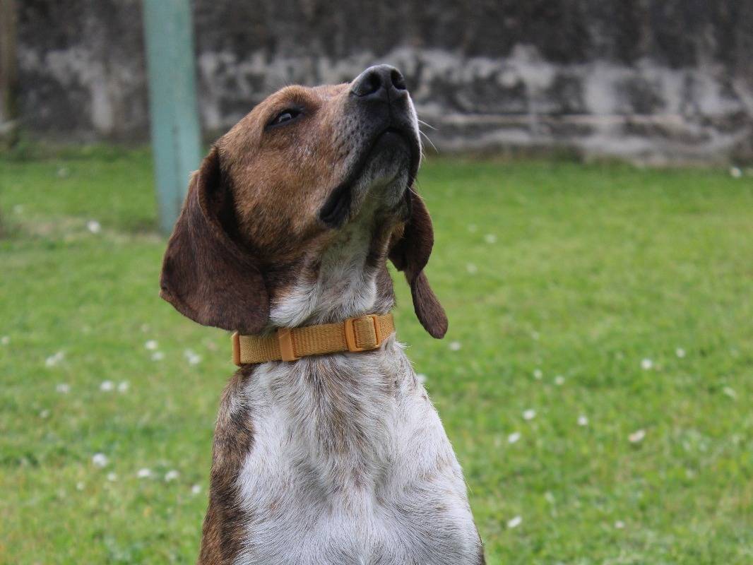 Vuoi adottare un cane a Frosinone?