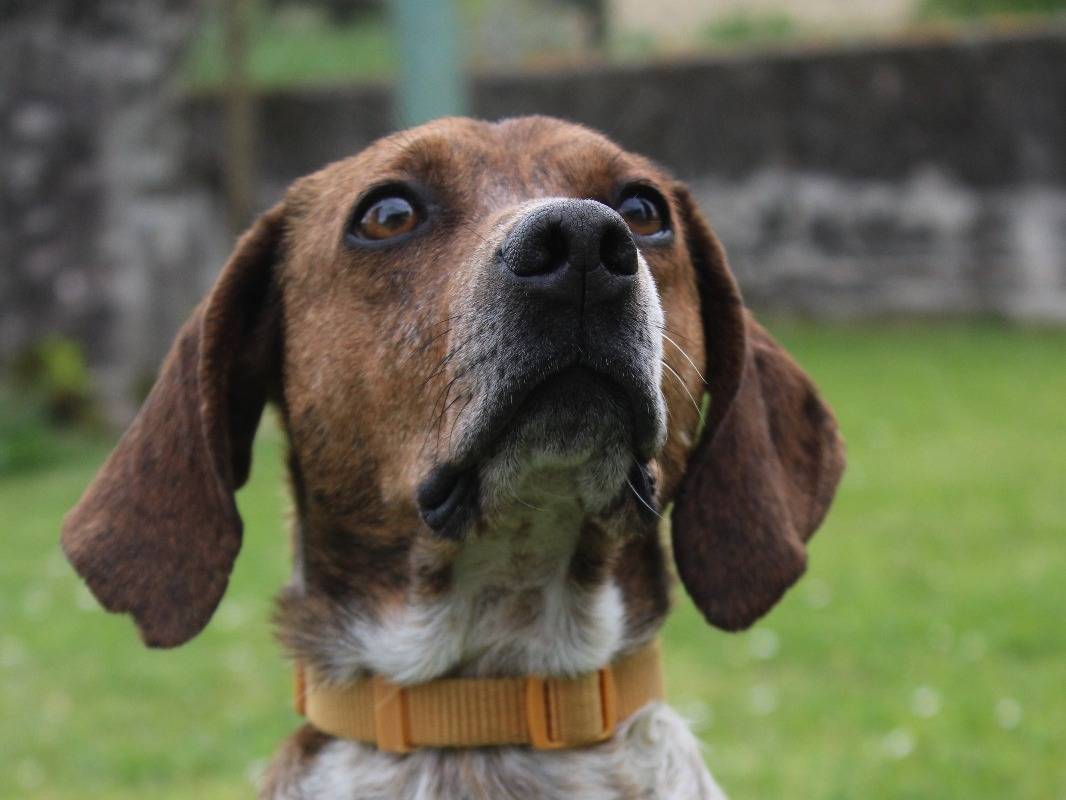 Adotta il cane Marie a Frosinone