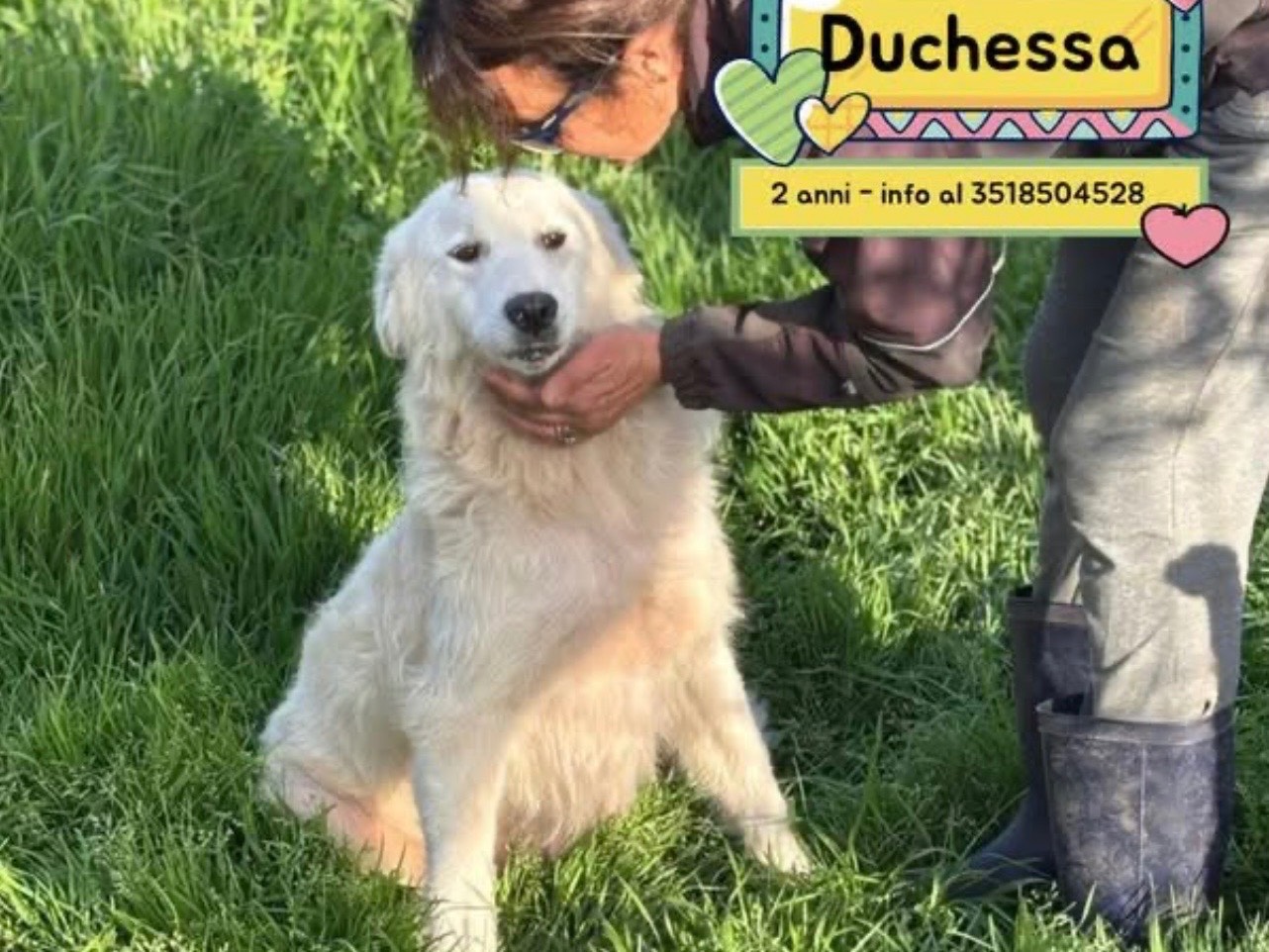 Adozione cane, femmina, Razza sconosciuta Razza sconosciuta, 1 anno e 11 mesi, taglia media, Latina