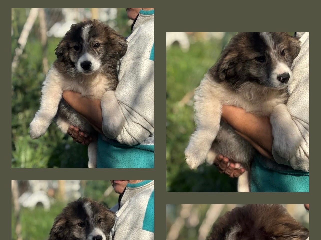 Adozione cane, maschio, Razza sconosciuta Razza sconosciuta, 3 mesi, taglia media, Latina