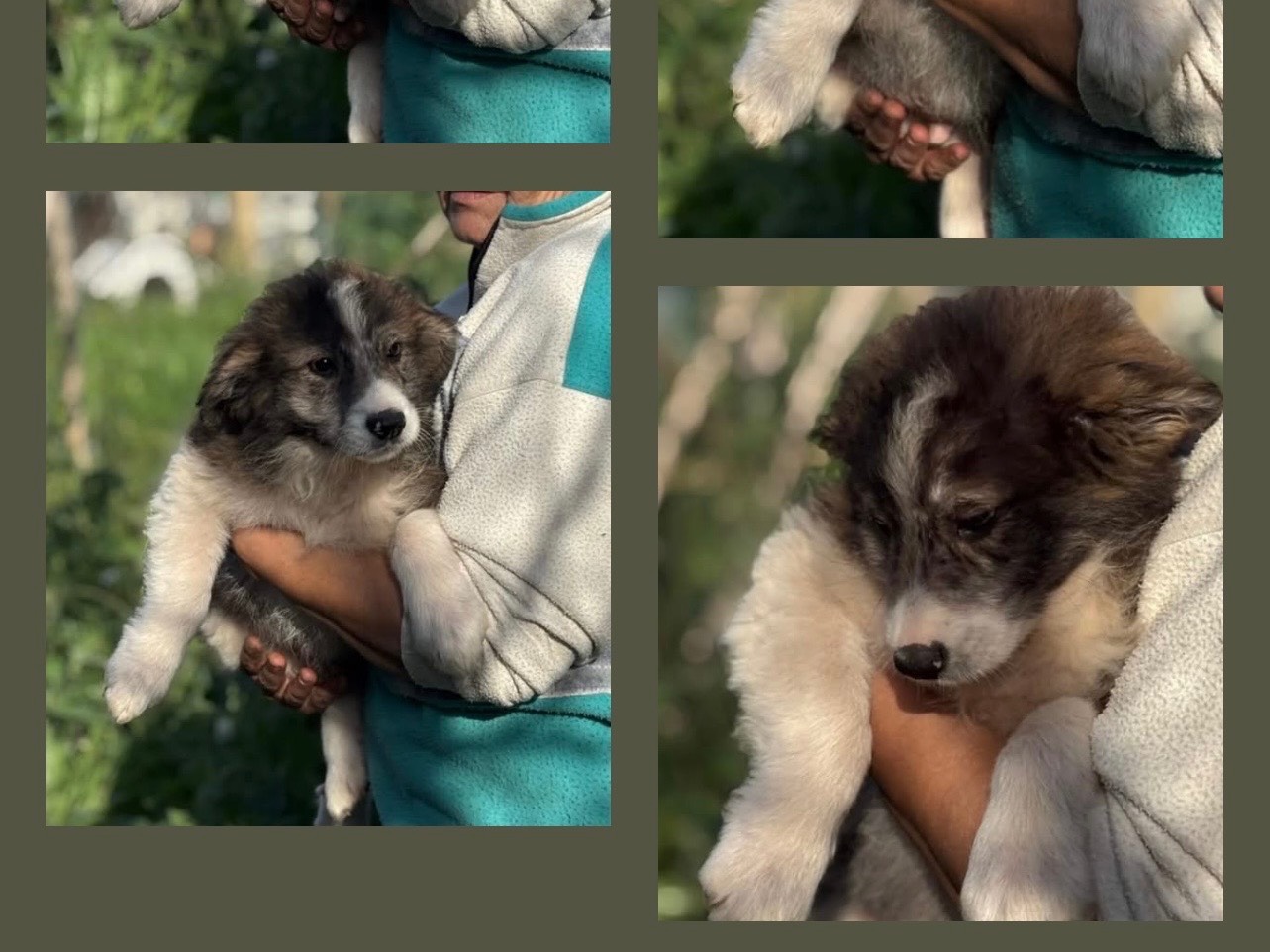 Adotta un cane, maschio, 3 mesi, Latina