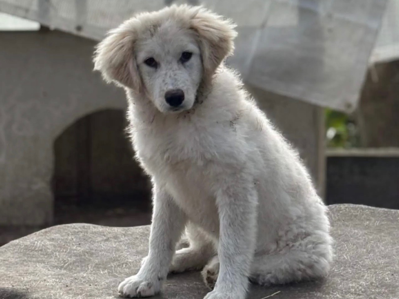 Adozione cane, femmina, Razza sconosciuta Razza sconosciuta, 3 mesi, taglia media, Latina