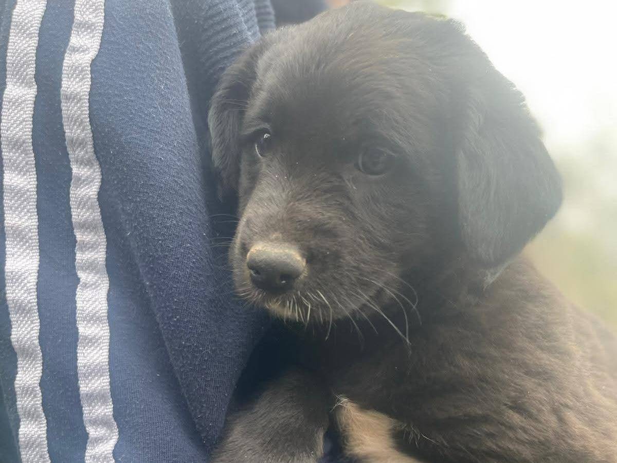 Adozione cane, maschio, Razza sconosciuta Razza sconosciuta, 3 mesi, taglia media, Frosinone