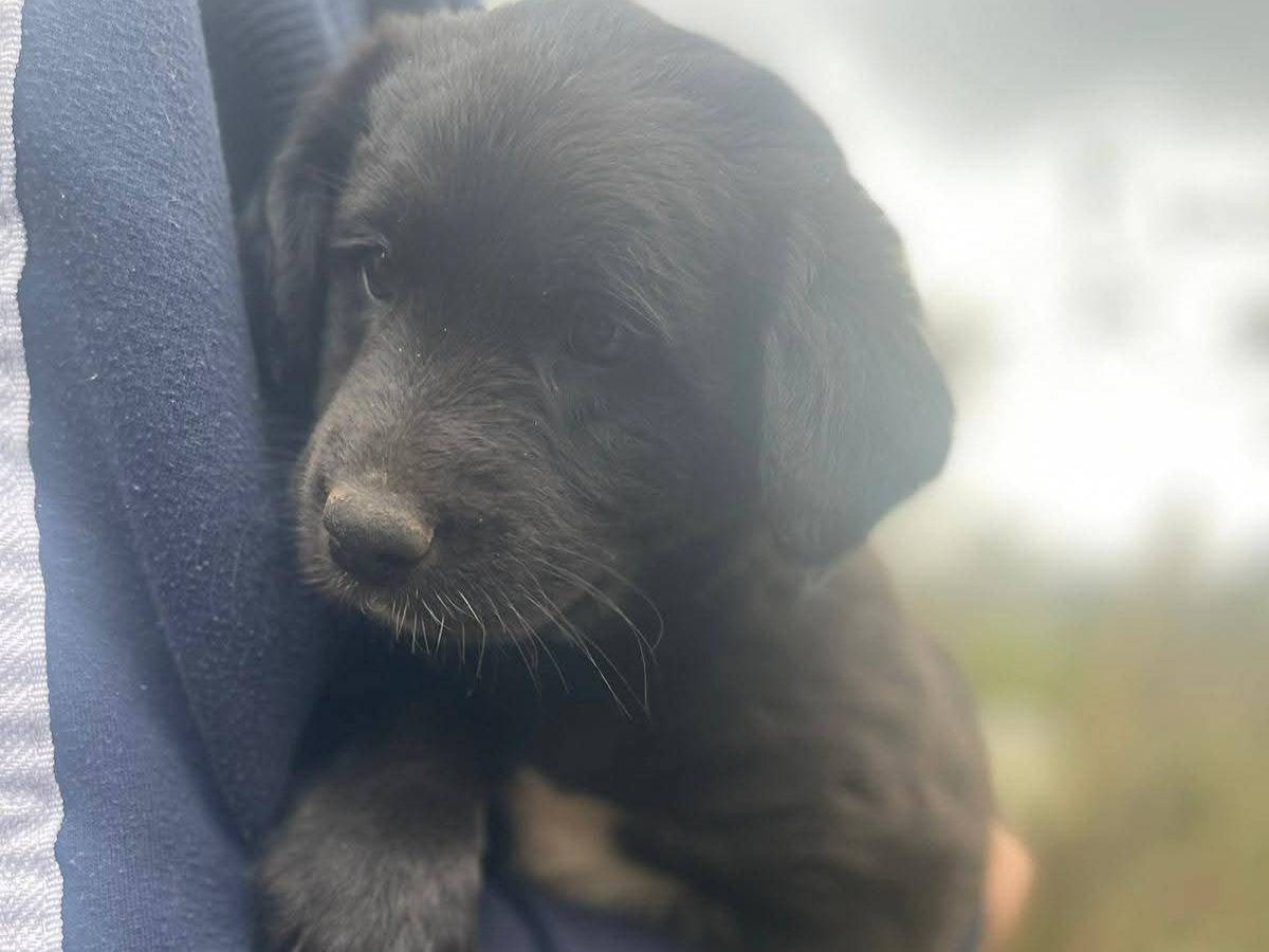 Adotta un cane, maschio, 3 mesi, Frosinone