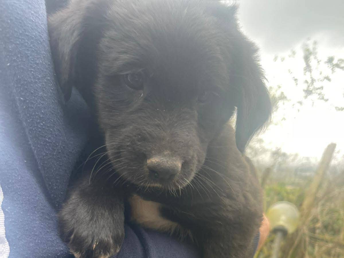 Adotta un cane, taglia media, maschio, Frosinone