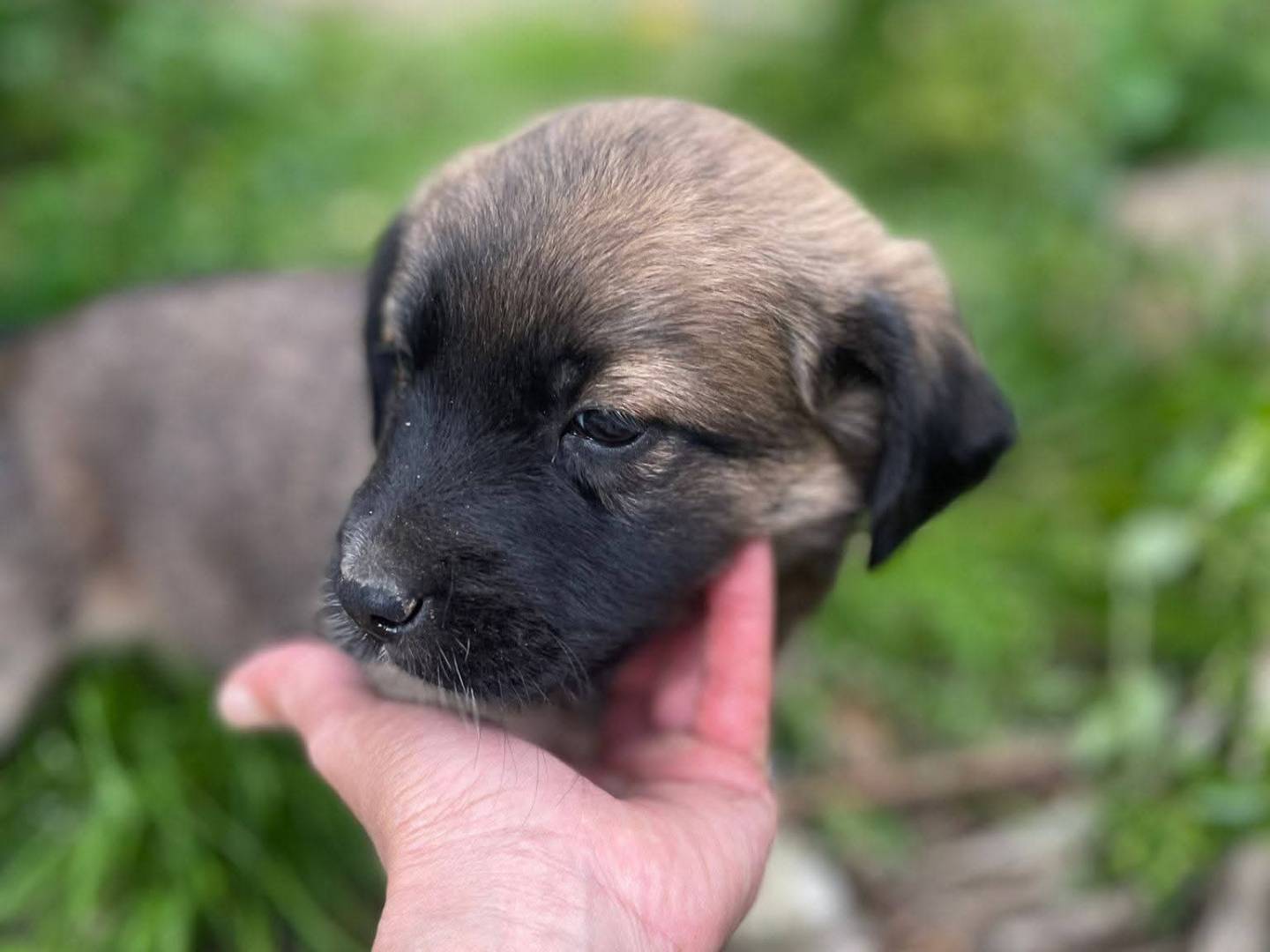 Adozione cane, femmina, Razza sconosciuta Razza sconosciuta, 3 mesi, taglia media, Frosinone