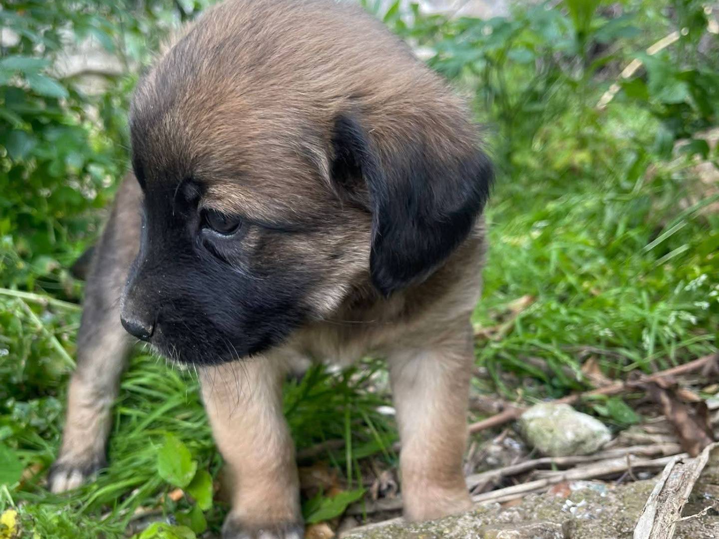 Adotta un cane, femmina, 3 mesi, Frosinone