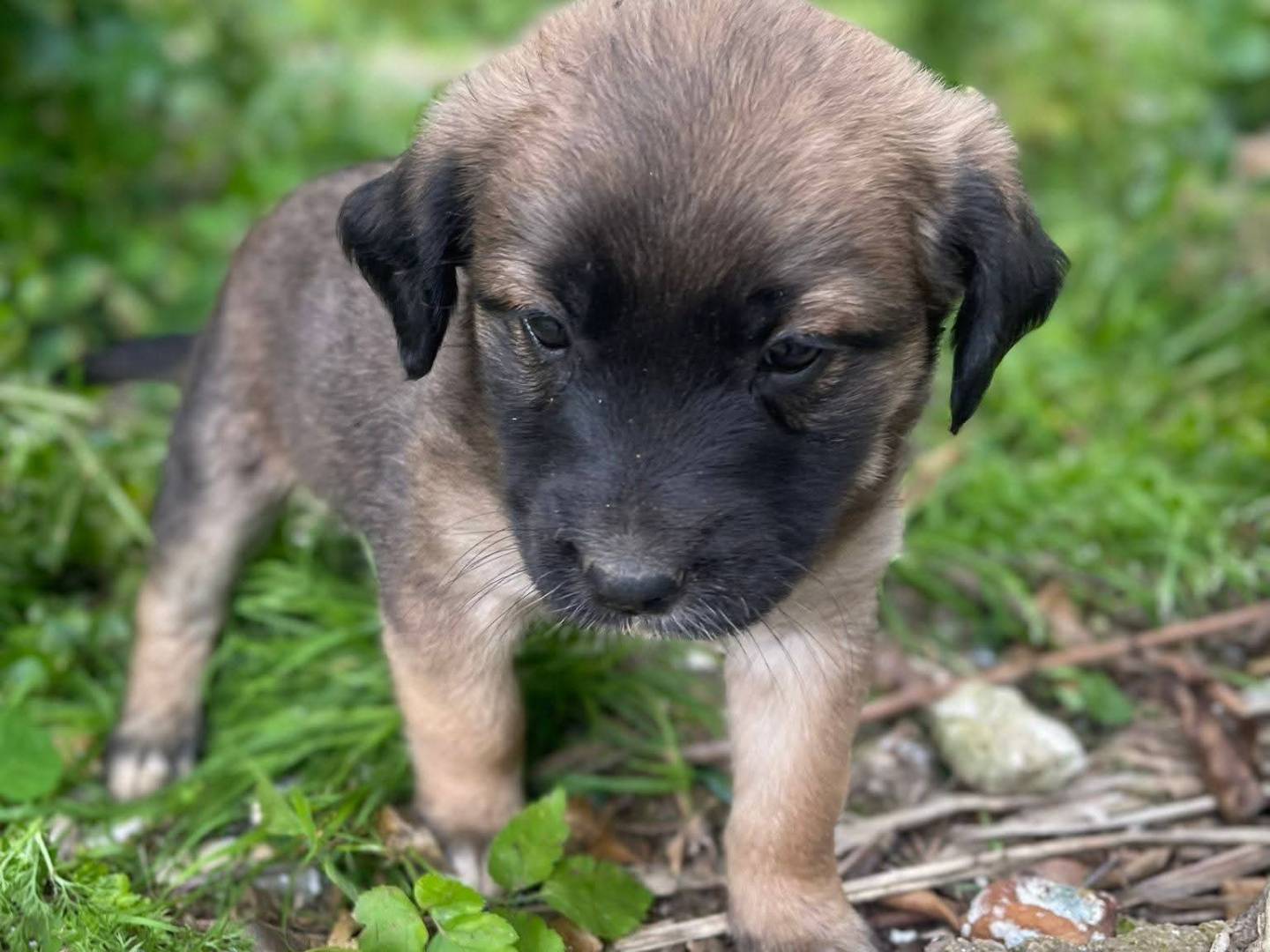 Adotta un cane, taglia media, femmina, Frosinone