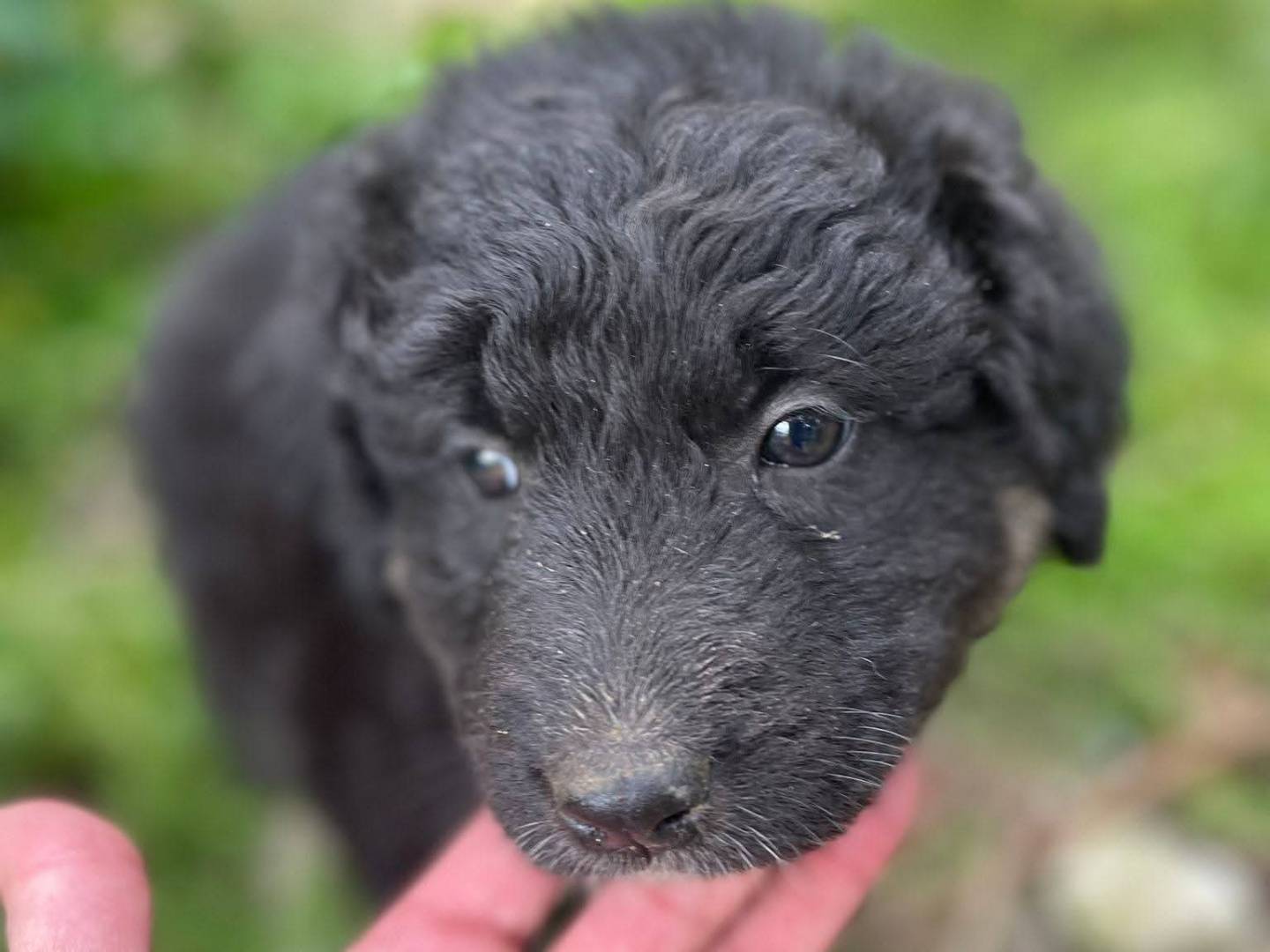 Adozione cane, femmina, Razza sconosciuta Razza sconosciuta, 3 mesi, taglia media, Frosinone