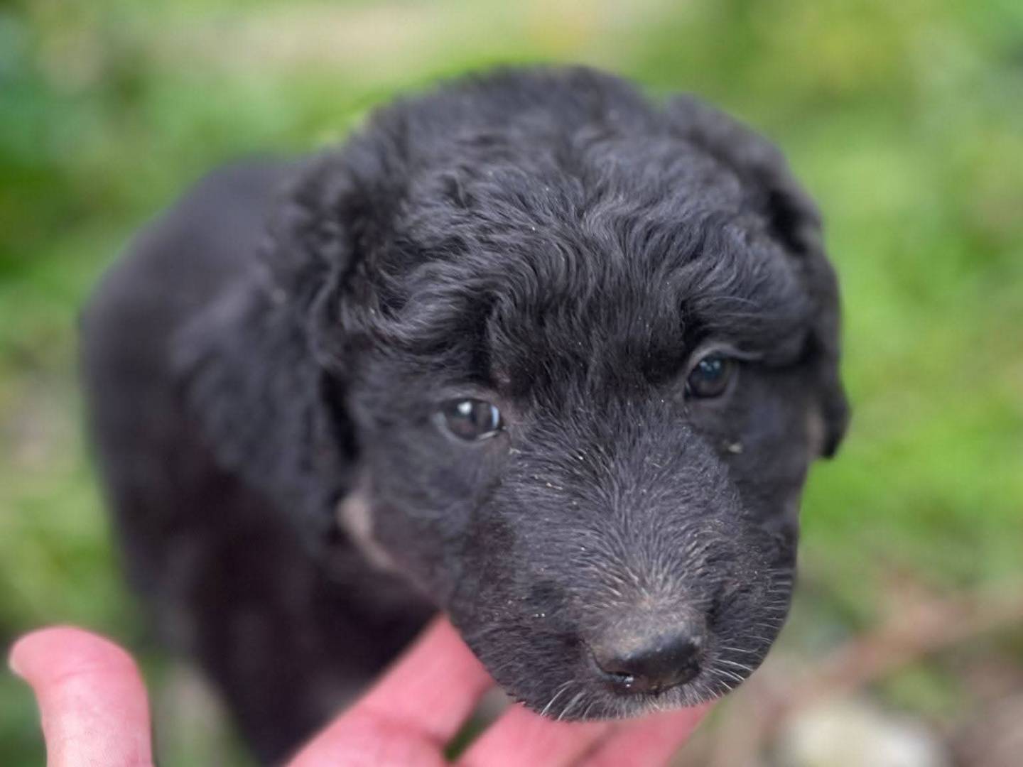 Adotta un cane, femmina, 3 mesi, Frosinone