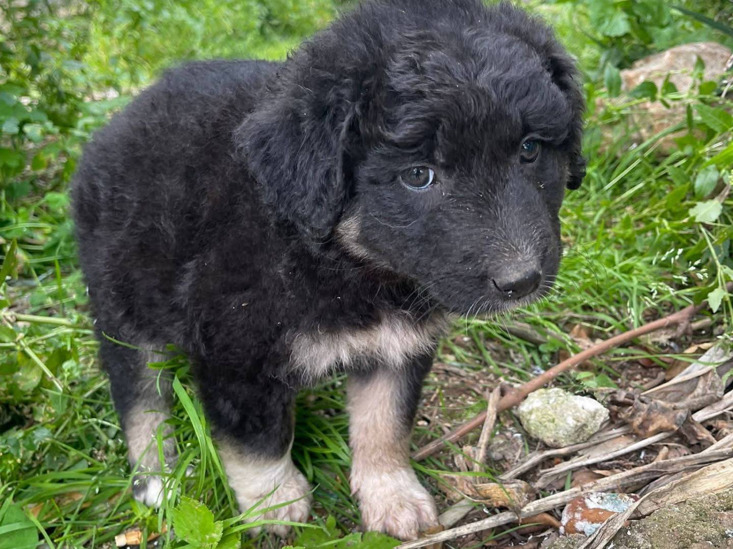 Adotta un cane, taglia media, femmina, Frosinone