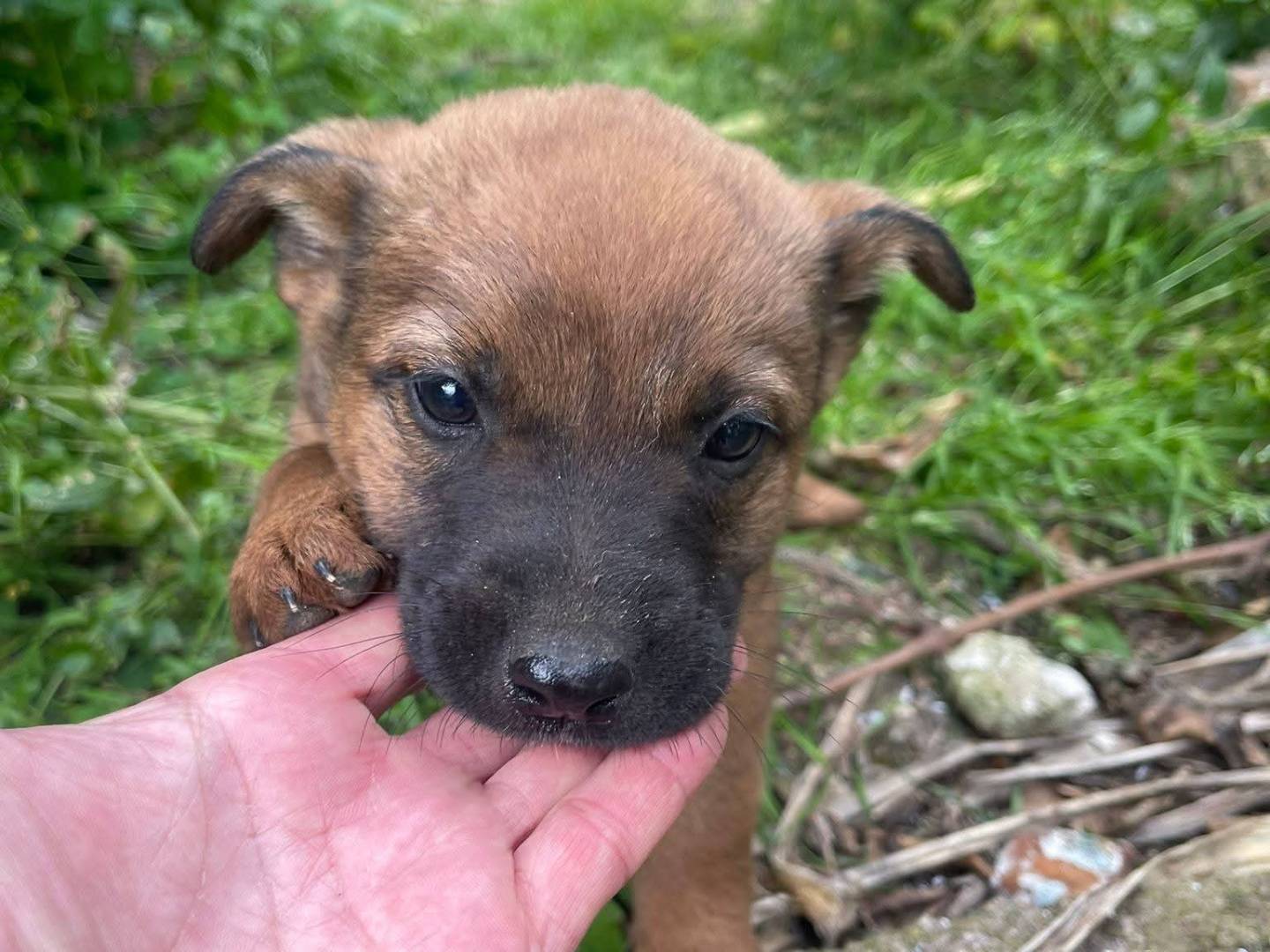 Adozione cane, femmina, Razza sconosciuta Razza sconosciuta, 3 mesi, taglia media contenuta, Frosinone
