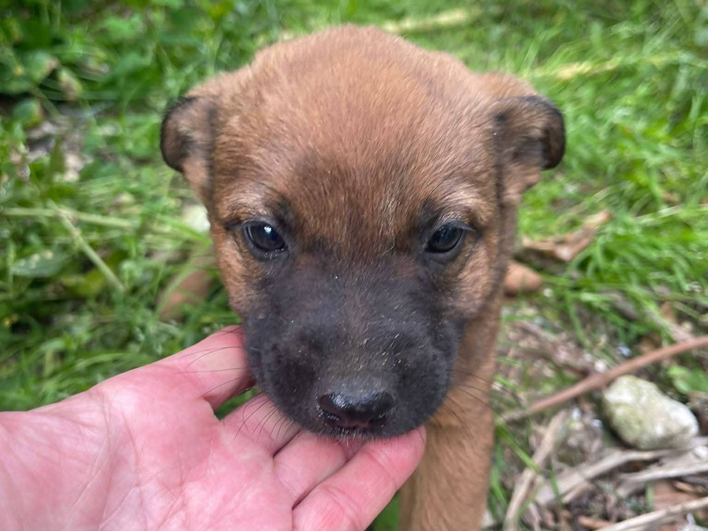 Adotta un cane, femmina, 3 mesi, Frosinone