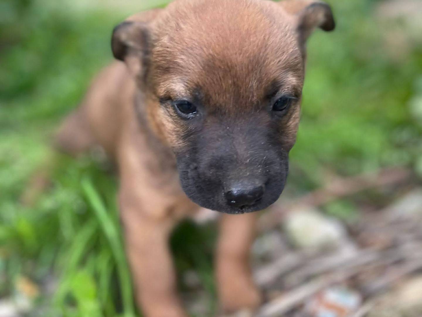 Adotta un cane, taglia media contenuta, femmina, Frosinone