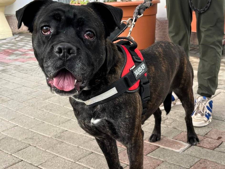 Adozione cane, femmina, Razza sconosciuta Razza sconosciuta, 2 anni e 3 mesi, taglia media, Milano