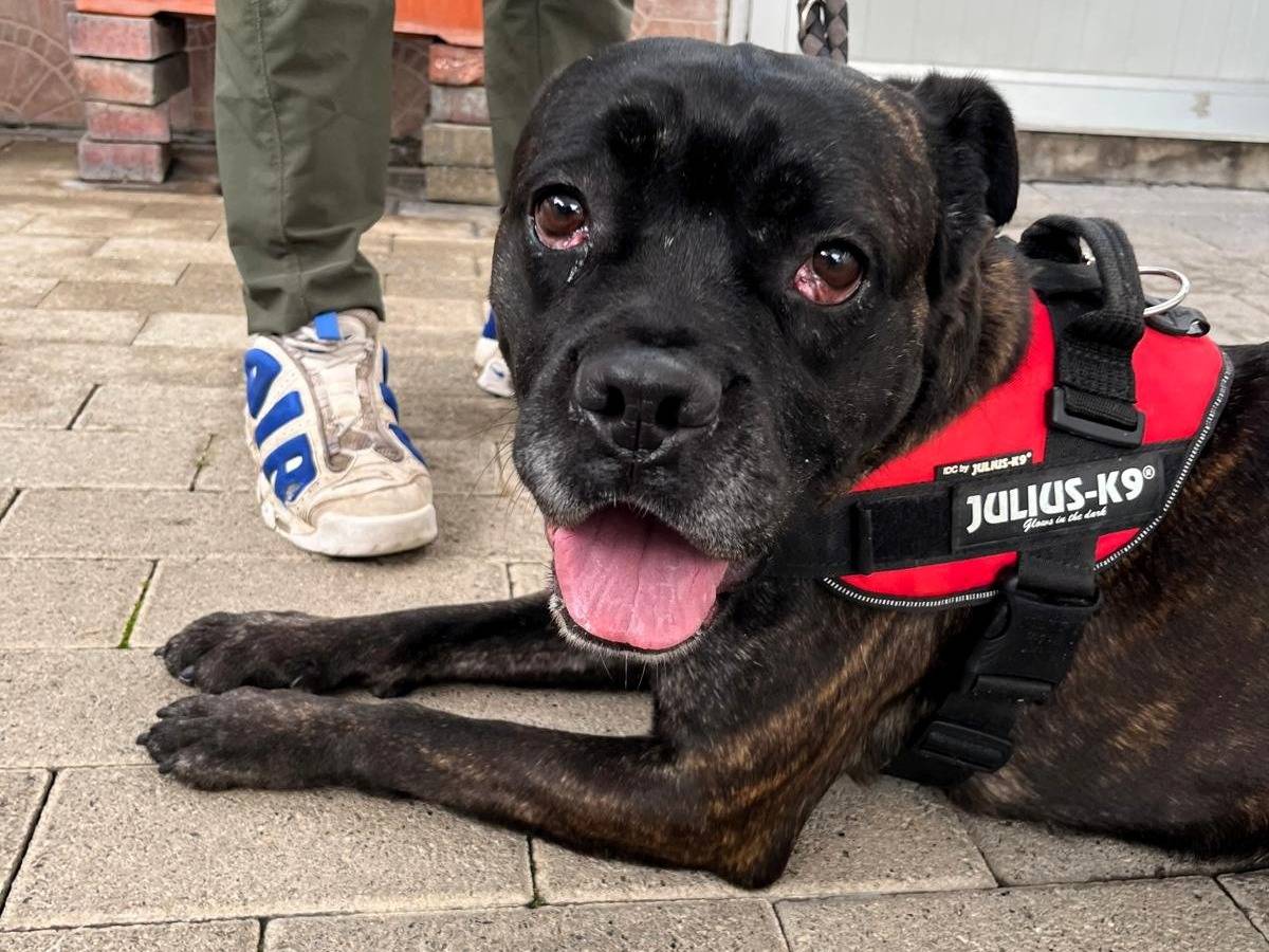 Adotta un cane, femmina, 2 anni e 3 mesi, Milano