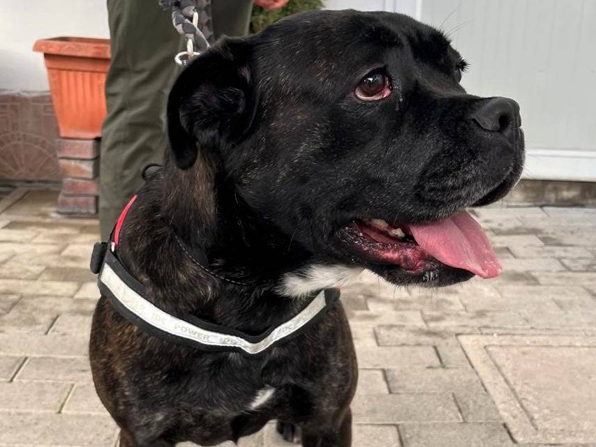 Adotta un cane, taglia media, femmina, Milano