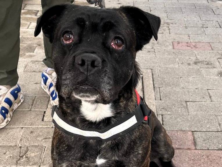 Vuoi adottare un cane a Milano?