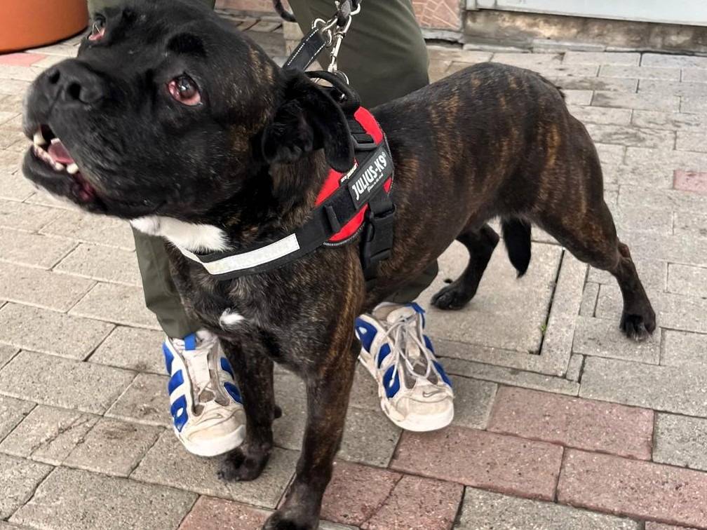 Adotta il cane CHERRY a Milano