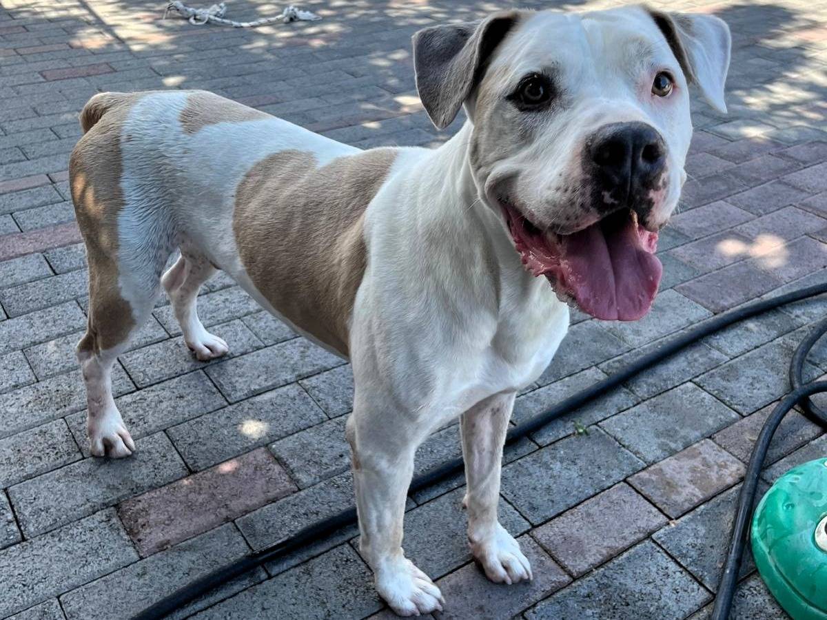 Vuoi adottare un cane a Milano?