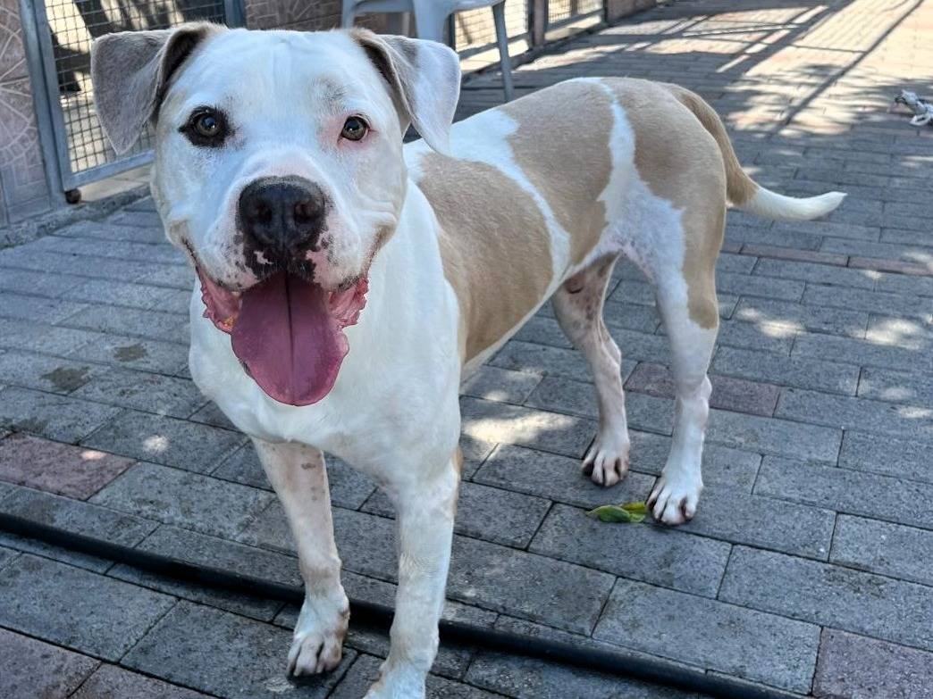 Adotta il cane MAMBO a Milano