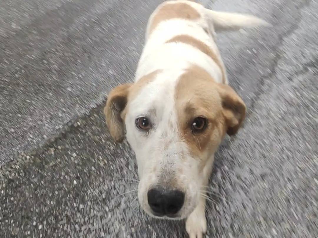 Adozione cane, femmina, Razza sconosciuta Razza sconosciuta, 1 anno e 2 mesi, taglia media, Vibo