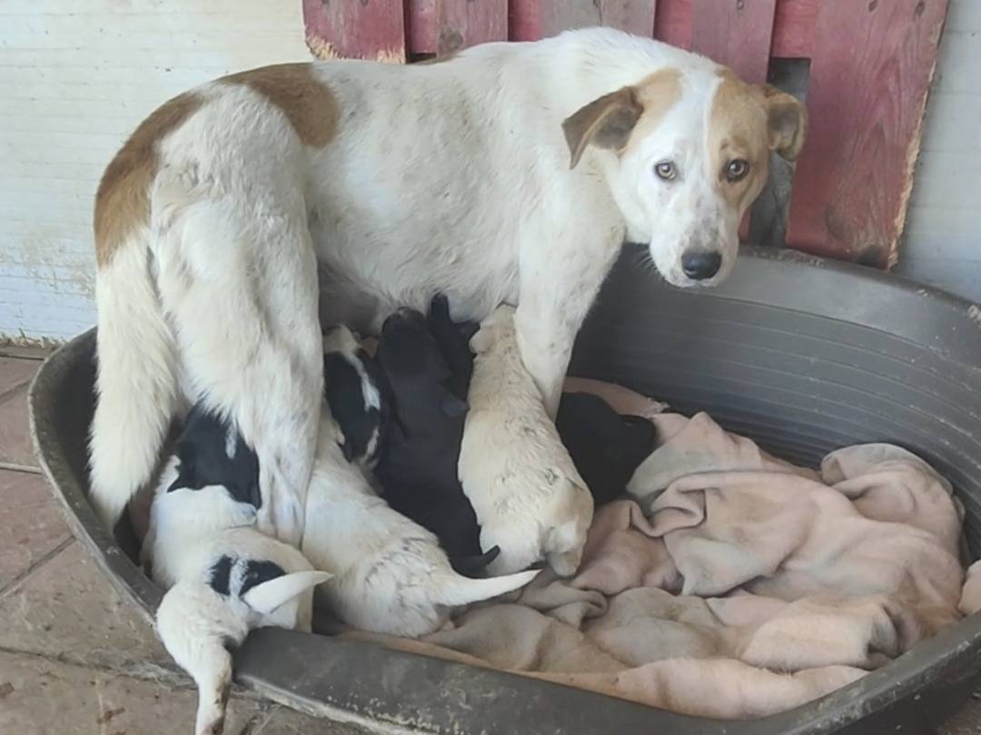Adotta un cane, femmina, 1 anno e 2 mesi, Vibo