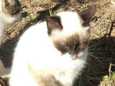 Adotta un gatto, taglia non valida, maschio, Barletta