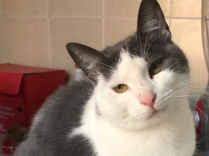 Adotta un gatto, femmina, 4 anni e 9 mesi, Barletta