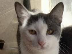 Vuoi adottare un gatto a Barletta?