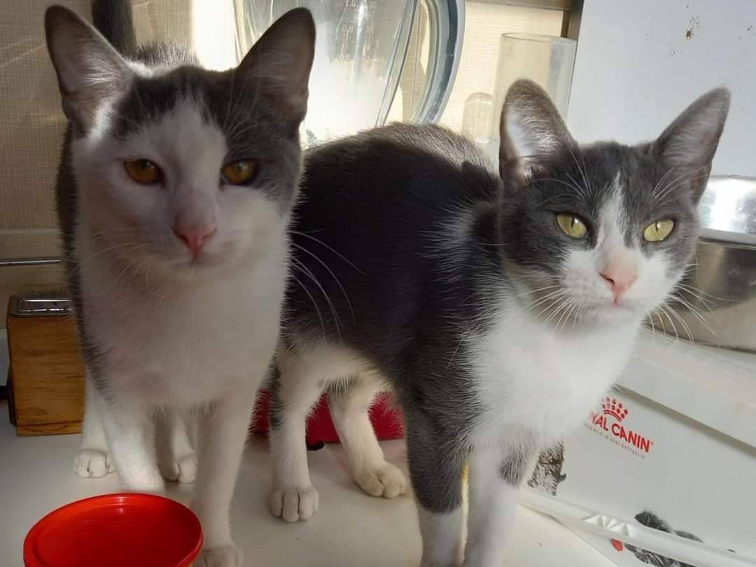 Adotta il gatto Piuma a Barletta