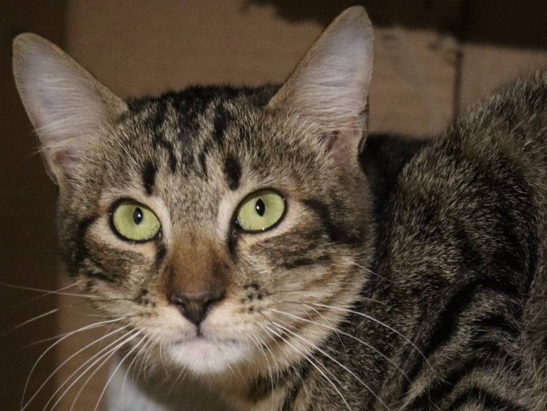 Adotta un gatto, femmina, 1 anno e 7 mesi, Barletta