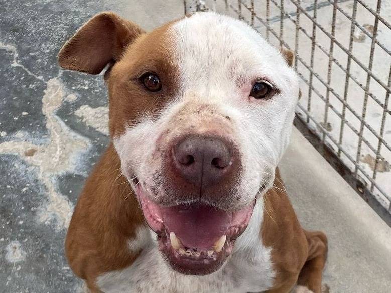 Adozione cane, maschio, Razza sconosciuta Razza sconosciuta, 1 anno e 4 mesi, taglia media, Barletta