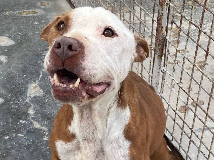 Adotta un cane, maschio, 1 anno e 4 mesi, Barletta