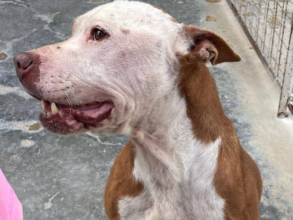 Adotta un cane, taglia media, maschio, Barletta